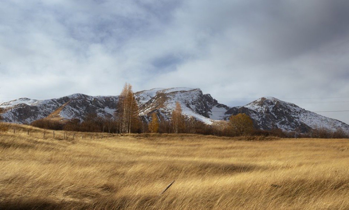 Golden meadows of Sonamarg